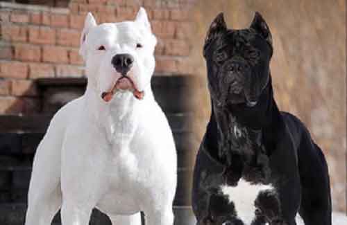 Tamil Nadu bans 23 ‘dangerous’ dog breeds