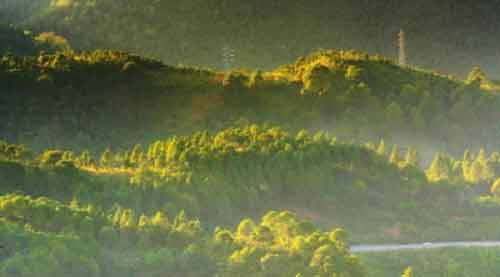 India’s forest cover increased consistently over last 15 years: Environment Ministry at UN forum