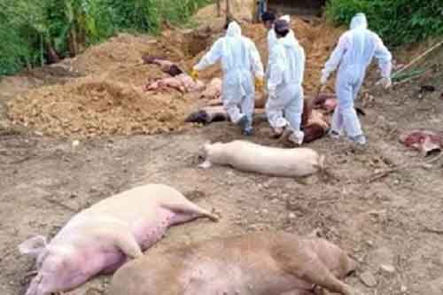 African Swine Fever hits 3 Mizoram districts, kills hundreds of pigs