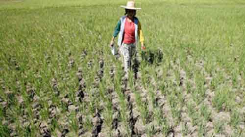 El Nino damage to Philippines agriculture hits $163 mn