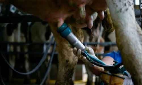 US confirms another human H5 bird flu case tied to dairy cow outbreak