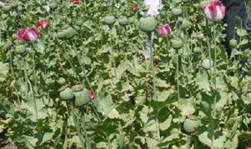 Seven acres of poppy farms in Afghanistan destroyed