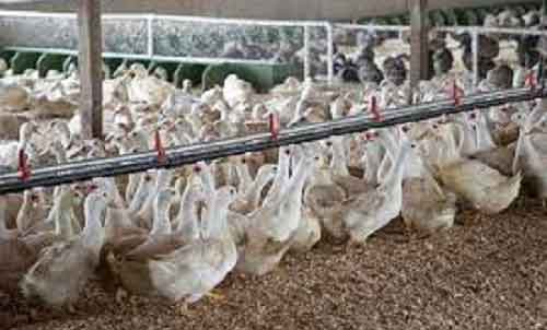Bird flu outbreak at US dairy farms cause public health concerns