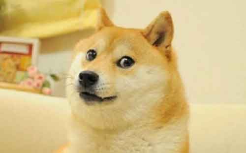 Popular dog Kabosu, who inspired cryptocurrency Dogecoin & Shiba Inu, dies