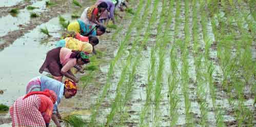 As temperatures sore, Rajasthan govt set to plant 6 lakh saplings