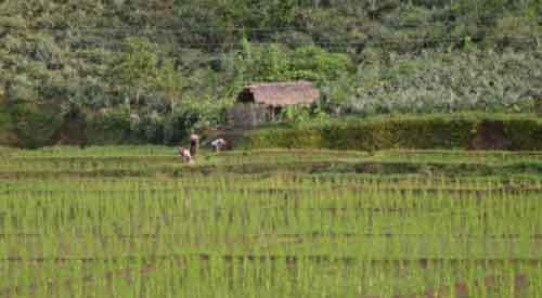 TN likely to announce special Kuruvai package after Lok Sabha poll results