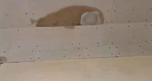 Shinde asks BMC to stop leakage in newly-opened Mumbai Coastal Road tunnel