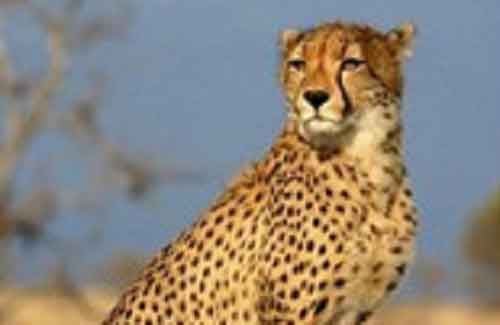 Global charities launch awareness campaign to protect cheetahs in Somalia