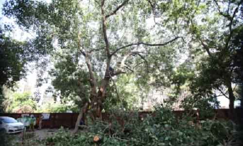 Islamic seminary issues fatwa against cutting trees, burning crops