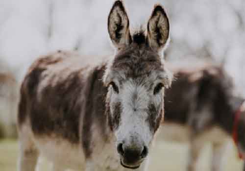 Pakistan’s Economic Survey reveals major increase in donkey population