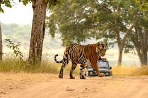 UP govt to turn Ranipur Tiger Reserve into eco-tourism hub
