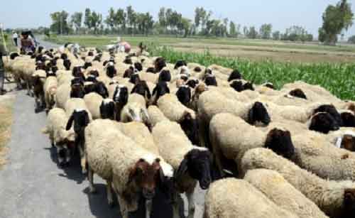 ED to also probe sheep distribution scam in Telangana