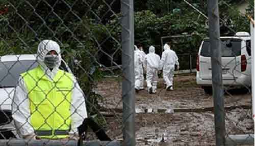 4th case of African swine fever confirmed in S.Korea this year