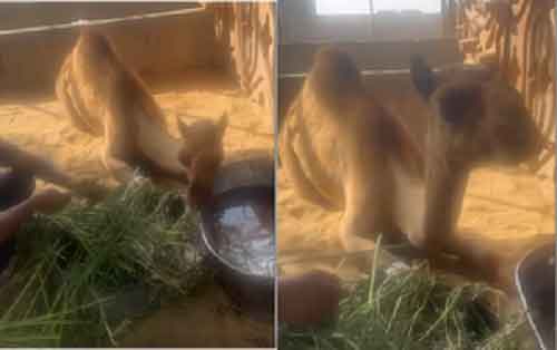 Pakistan’s Sindh govt collaborates with local NGO to provide artificial limb to camel