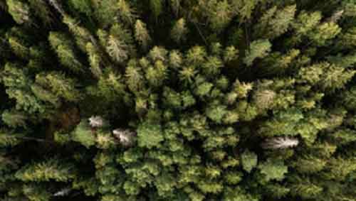 EU ministers approve contested Nature Restoration law