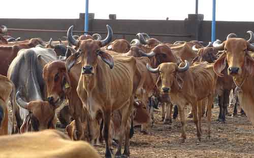 Yogi govt to construct, develop 44 cow conservation centres in 15 districts