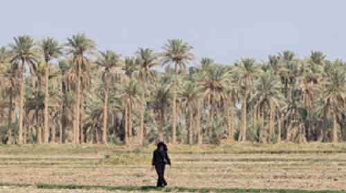 Extreme heat hits Iraq as temperature exceeds 50 degrees Celsius