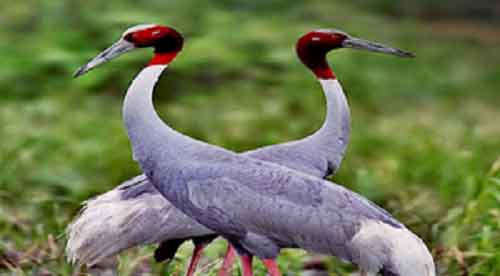 Uttar Pradesh to begin Sarus Crane census on Thursday