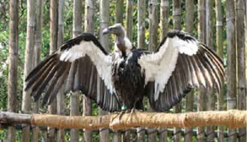 World’s first Asian King vulture conservation centre in UP