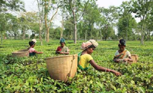 Scarce rain, excessive heat caused fall in tea production in Assam, Bengal: Industry