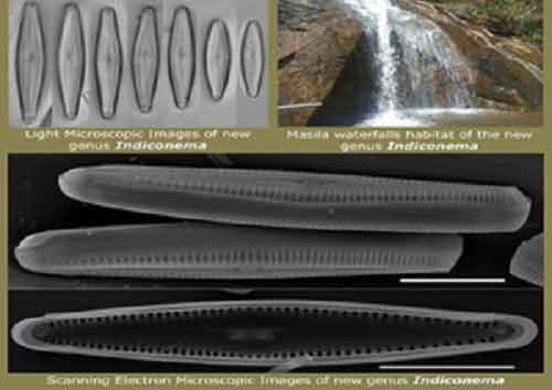 Researchers discover new oxygen producing algae in river of Eastern Ghats