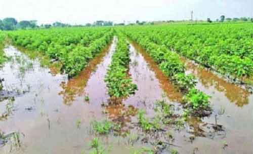 Extreme weather events in last 5 years affected over 60 per cent of Indian marginal farmers: Report
