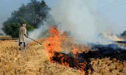 Punjab prepares Rs 500 cr action plan for crop residue management
