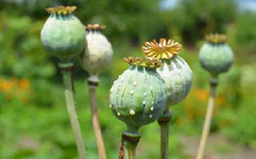 1,500 kg illicit drugs seized, 120 offenders arrested in Afghanistan