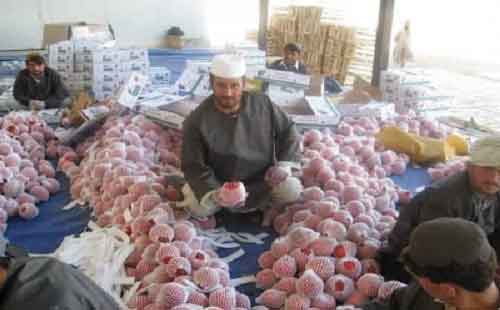 Afghanistan exports goods worth 304 mln USD in three-months