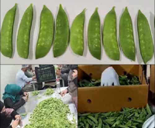 PM Modi highlights Kashmiri snow peas in ‘Mann Ki Baat’