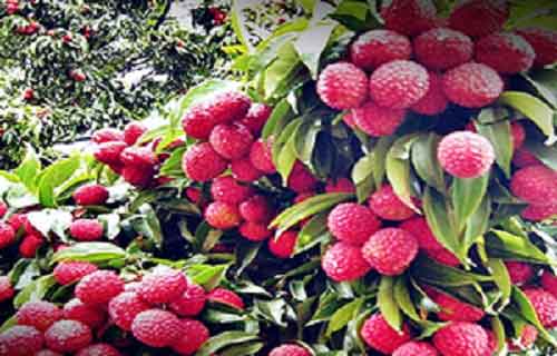 Punjab’s luscious litchis hit Britain markets