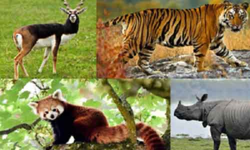 India prepares checklist of entire 1,04,561 fauna species