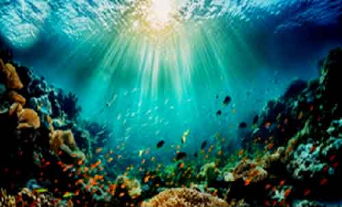 South Korea to focus on conservation of marine environment, biodiversity