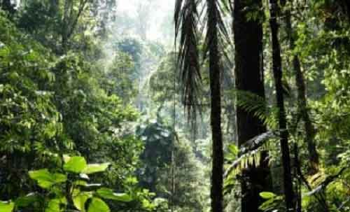 Low rainfall & high CO2 can replace India’s biodiversity hotspots: Study