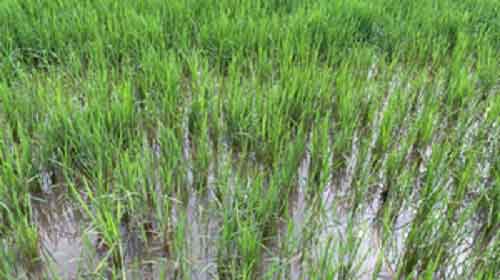 Punjab aims to adopt direct seeding of rice over five lakh acres: Minister