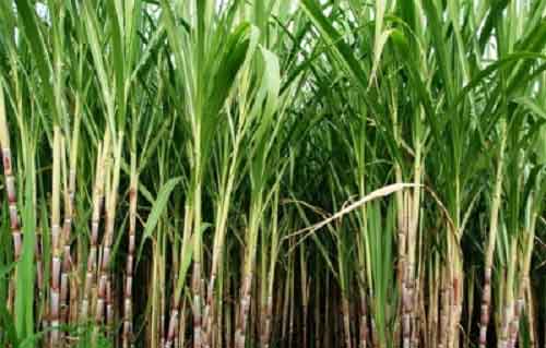 Will meet Amit Shah soon for permission for ethanol production from sugarcane juice: Ajit Pawar
