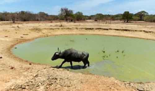 Buffalo scores where panchayat fails, finds its owner in UP village