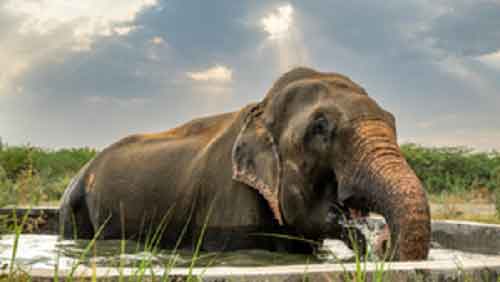 Celebrating a decade of freedom: The heartwarming tale of elephant Raju