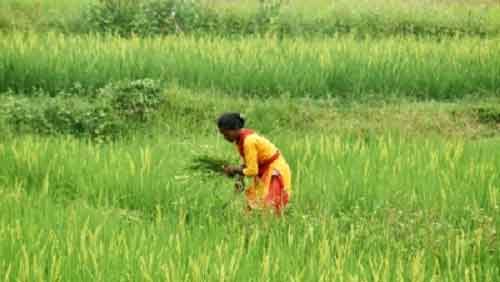 Kharif crop sowing grow by 10.3 pc amid better monsoon