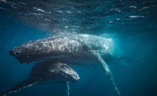 India poised to sign UN High Seas Treaty after Cabinet approval