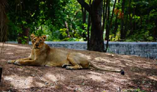 Lioness escapes from enclosure at Hyderabad Zoo, attacks animal keeper