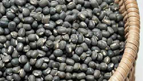 Urad prices dip on higher govt procurement, sown area shoots up amid better monsoon