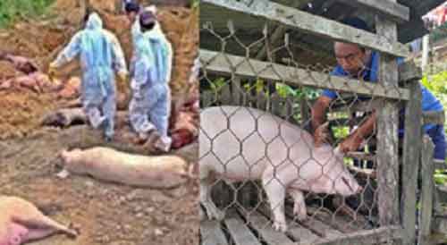 African Swine Fever kills 5,430 pigs in Mizoram