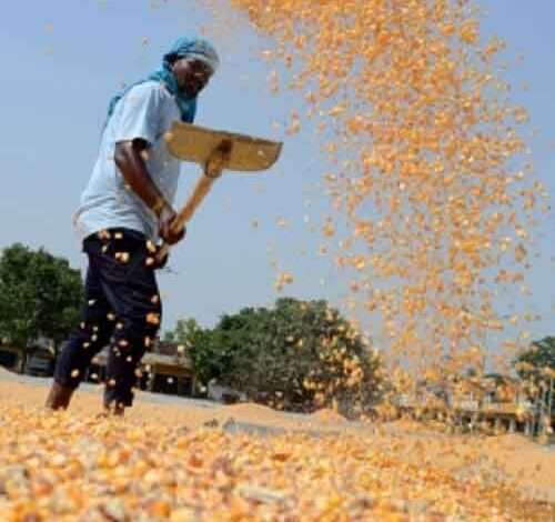 Punjab again fails to procure maize crop on MSP: Sukhbir Badal