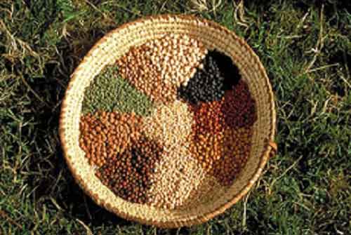 Eating beans, peas, lentils, chickpeas may help you manage diabetes better