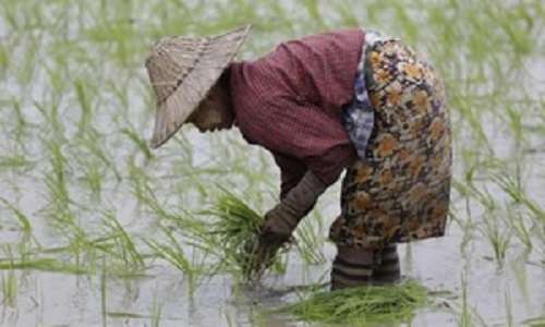 Myanmar exports over 700,000 tonnes of beans, pulses in April-July