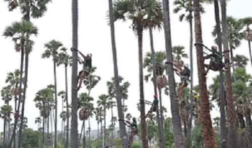 Telangana launches distribution of safety kits for toddy tappers