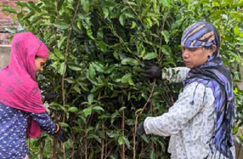 Adani Group to provide 11 lakh saplings to MP as part of sustainable future goal