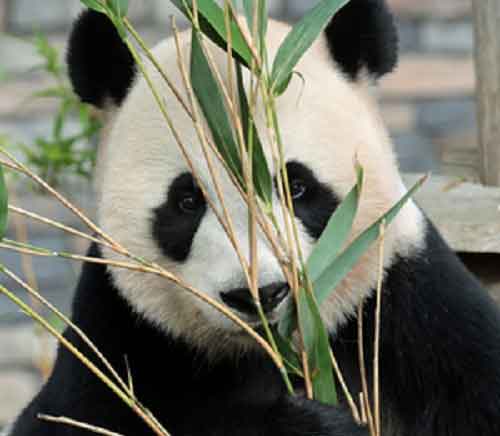 Second giant panda cub born at Dutch Ouwehands Zoo