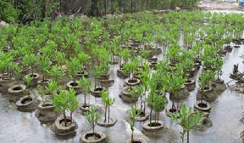 Agra set to plant over 54 lakh trees today in massive afforestation drive
